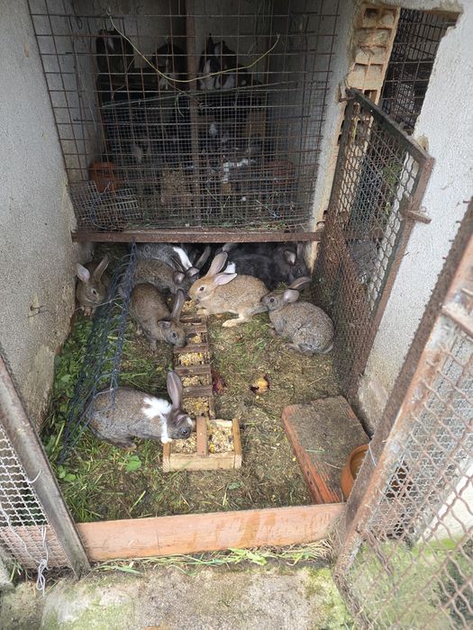 Vendo coelhos caseiros