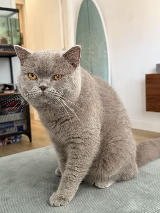 Scotish straight MACHO para acasalar