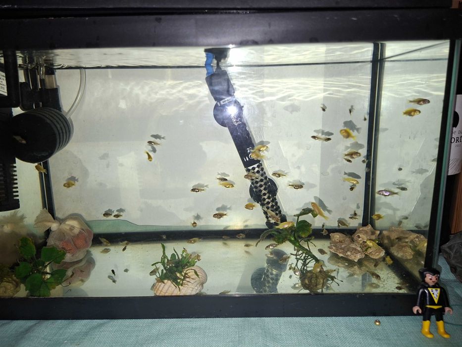 Ciclideos Africanos Lago Malawi.