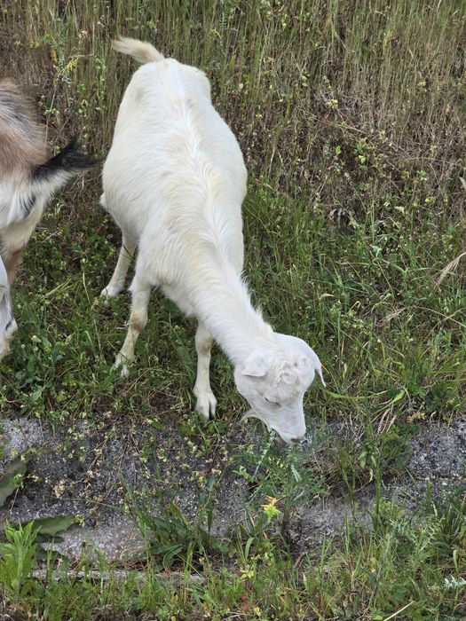 Vendo cabra com um ano e meio