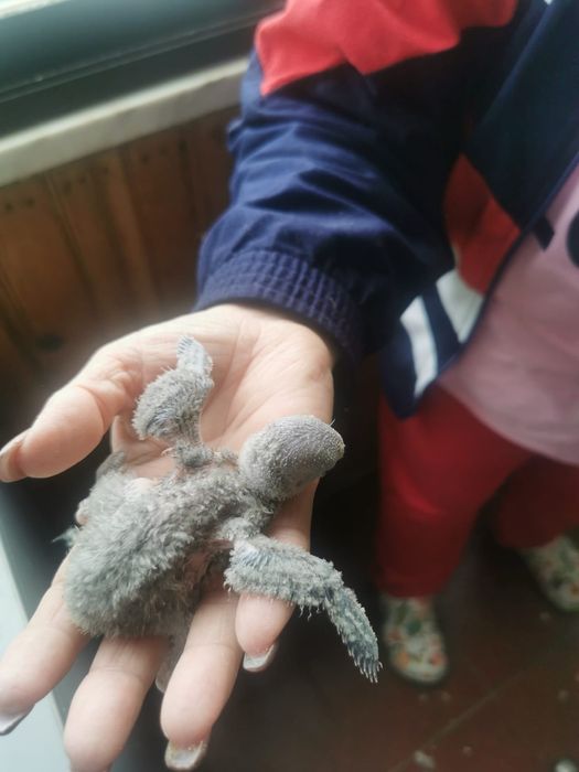 Roseicolis bebés que estão prontos para quem gosta de criar á mão