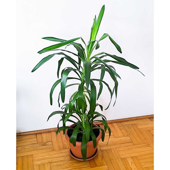 Juka Yucca domowa, zdrowa, dwupędowa, wysokość ok. 120 cm z doniczką