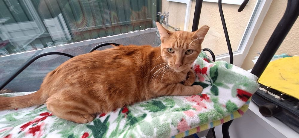 Fábio - gato para adoção