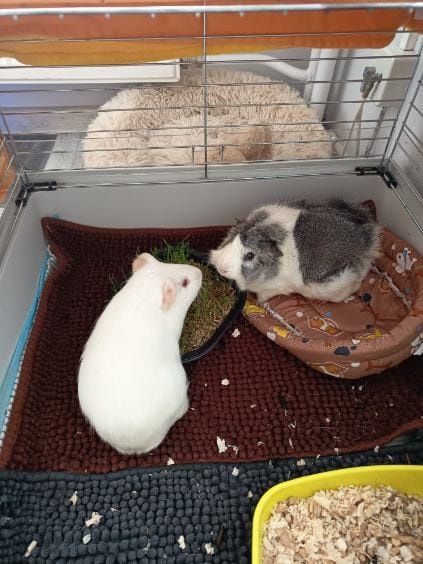 Świnki morskie oddam