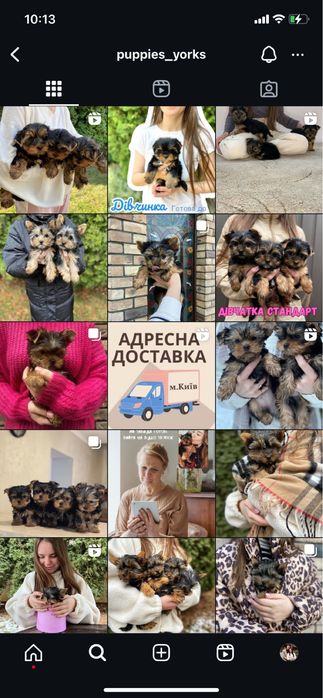 Малюки йоркширських терʼєрів