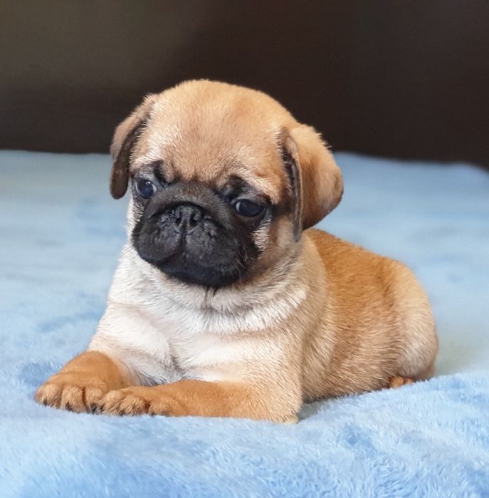 Бомбезні МопсЮлі