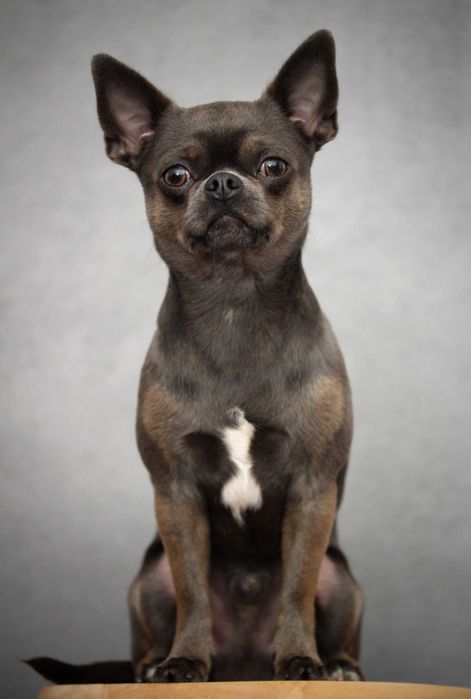 Reproduktor Chihuahua FCI ZKwP piekny pies BLUE Gen