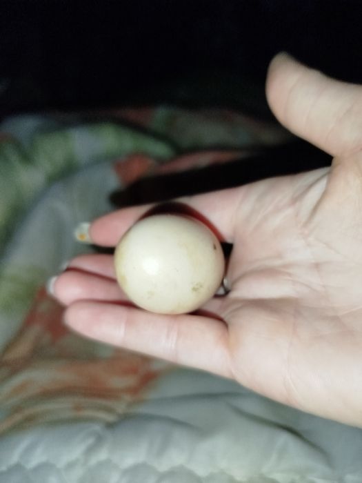 Zalężone jajka od seramy