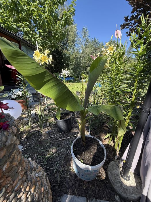 Bananowiec Musa Basio