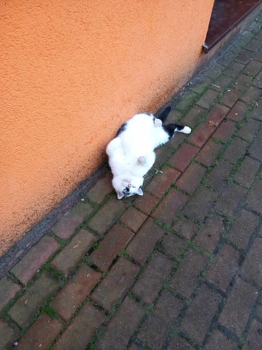 Łaciatek-kocurek który rozpaczliwie szuka domu