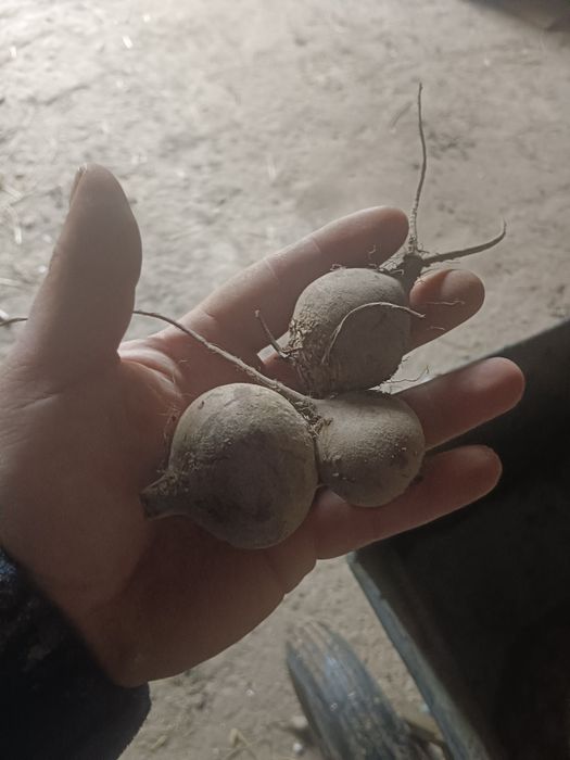 Drobne buraki na przetwory