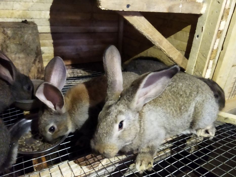 Кролики молодняк