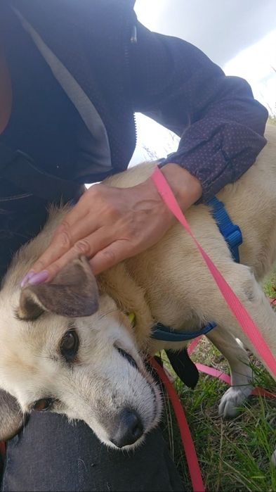 Daisy – spokojna i łagodna sunia szuka domu
