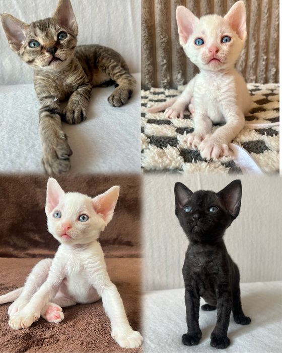 Кошенята Девон Рекс
