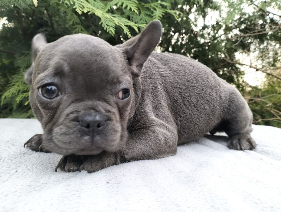 Szczeniak Buldog Francuski Blue