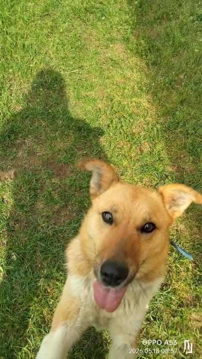 Młodziutka  Mała  Stella do adopcji