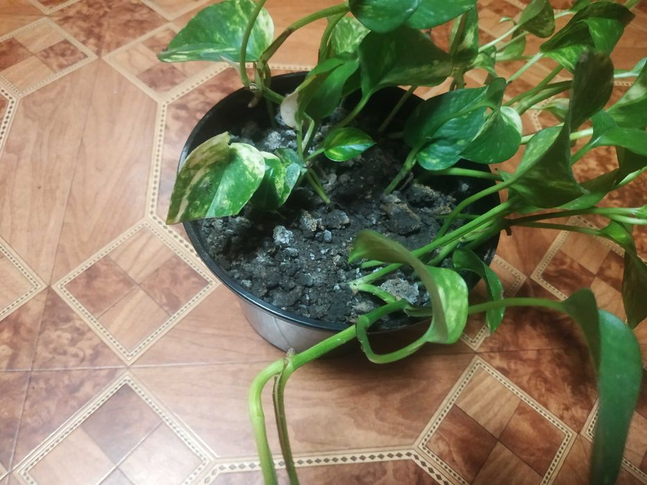 Вазон Епіпремнум Ауреум золотистий Epipremnum Aureum вазон епипремнум