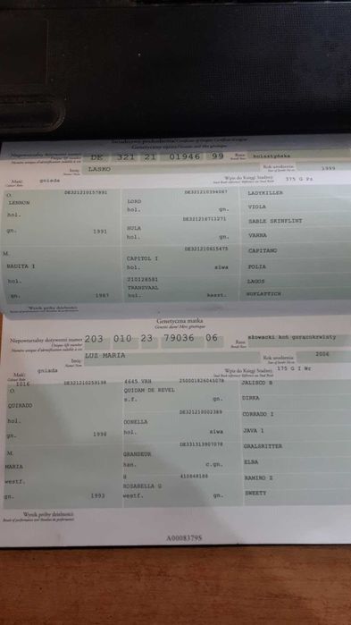 Kobyła klacz polski koń szlachetny półkrwi szp wysoka 8 lat