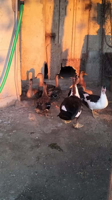 Patos bravos macho