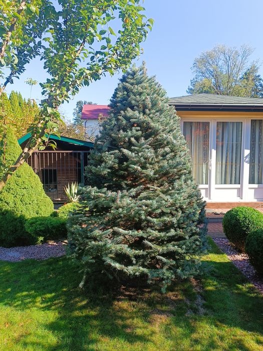 Газон, трава, штучна трава, стрижка, ландшафт, топіар, бонсай, нівакі,