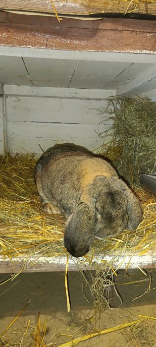 Samczyki Baran francuski