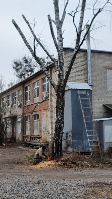 Спил деревьев с вывозом веток