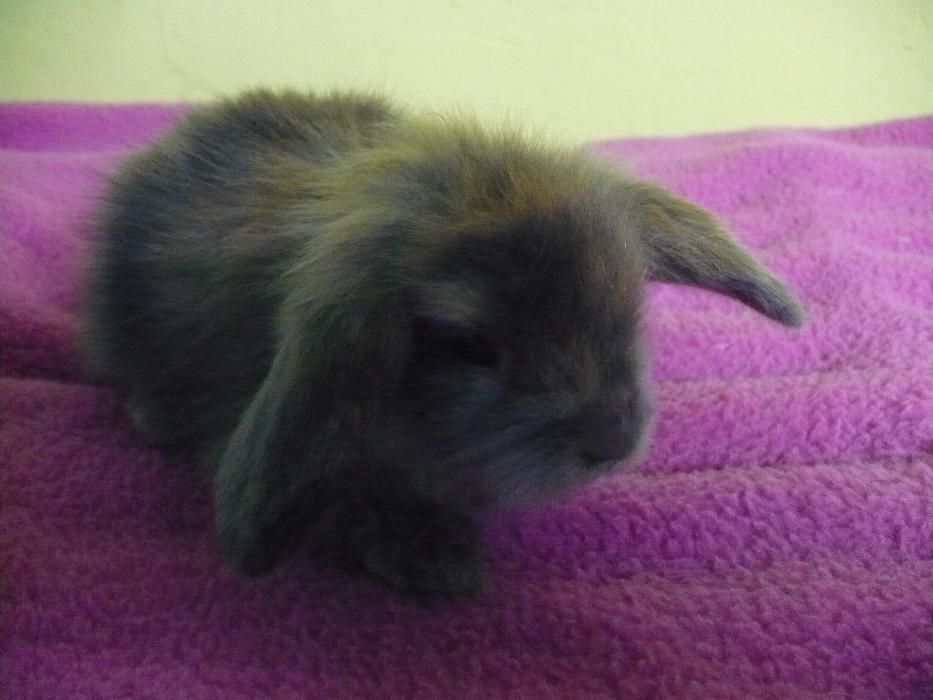 Królik miniaturowy Baranek