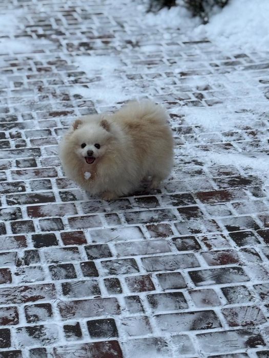 Дівчата померанського шпіца