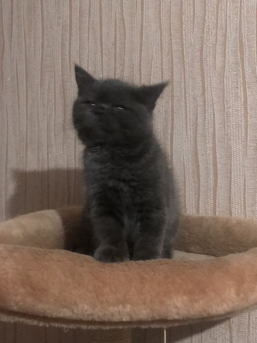 Котёнок шотландский прямоухий