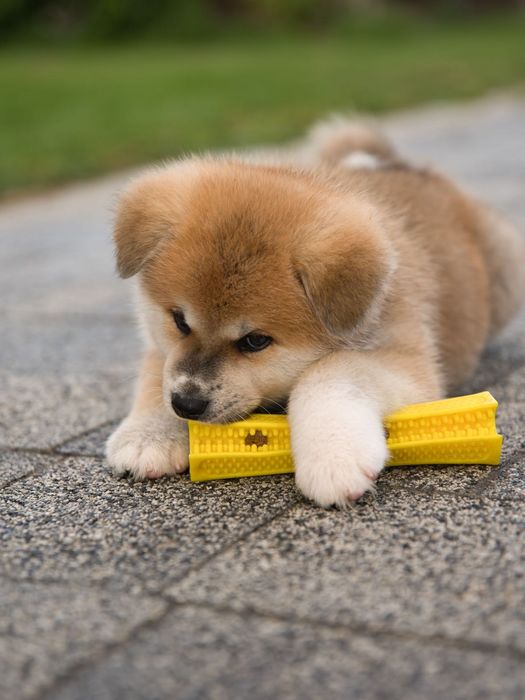 Akita Inu, piękny czerwony chłopiec-ZKwP/FCI & AKIHO