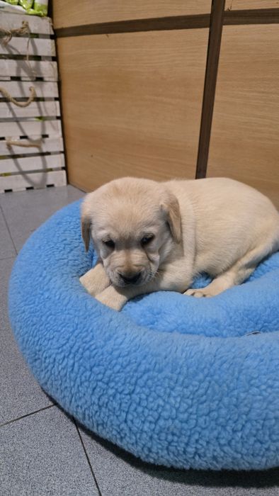 Labrador Retriever fêmea