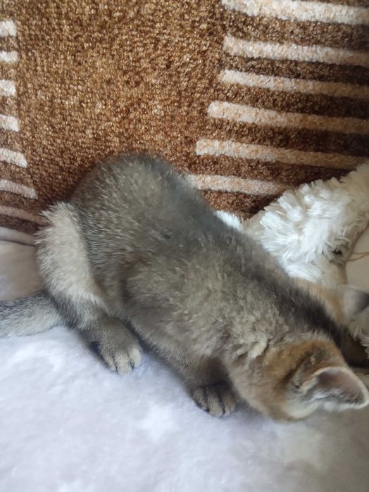 Кошечка британская шиншиловая