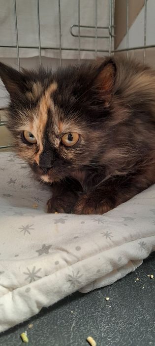 Кошечка подросток ищет дом. Котенок в поисках  семьи.