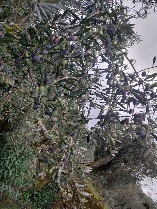 Terreno rústico perto serra da estrela