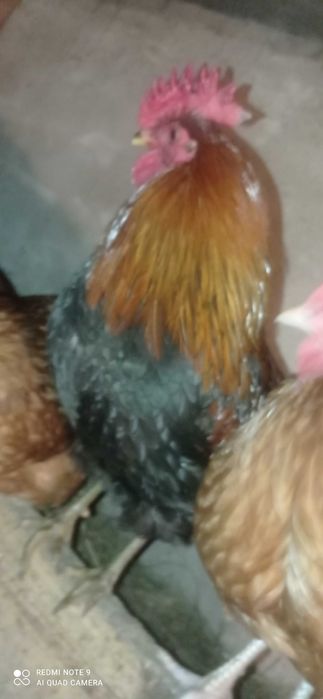 Sprzedam młodę koguty