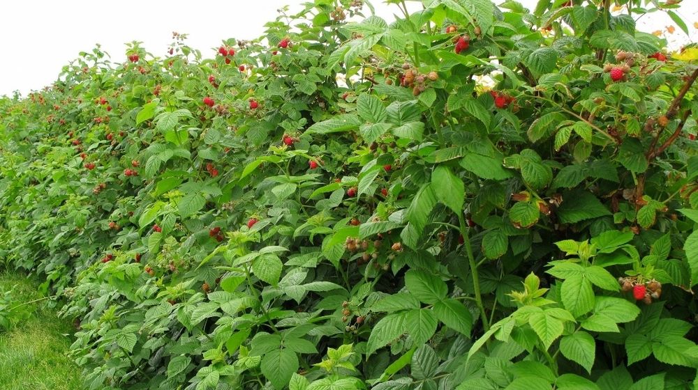 Maliny Naturalne Zbieram Zamowienia