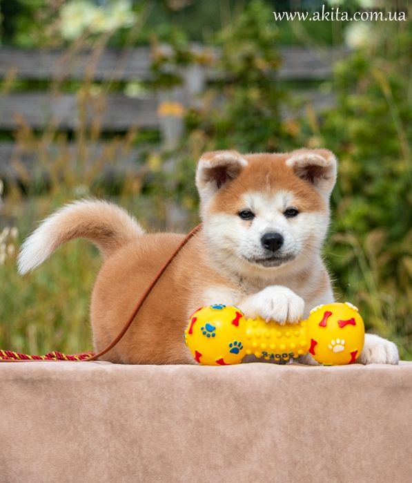 Акіта іну , цуценята акіти , японська акіта