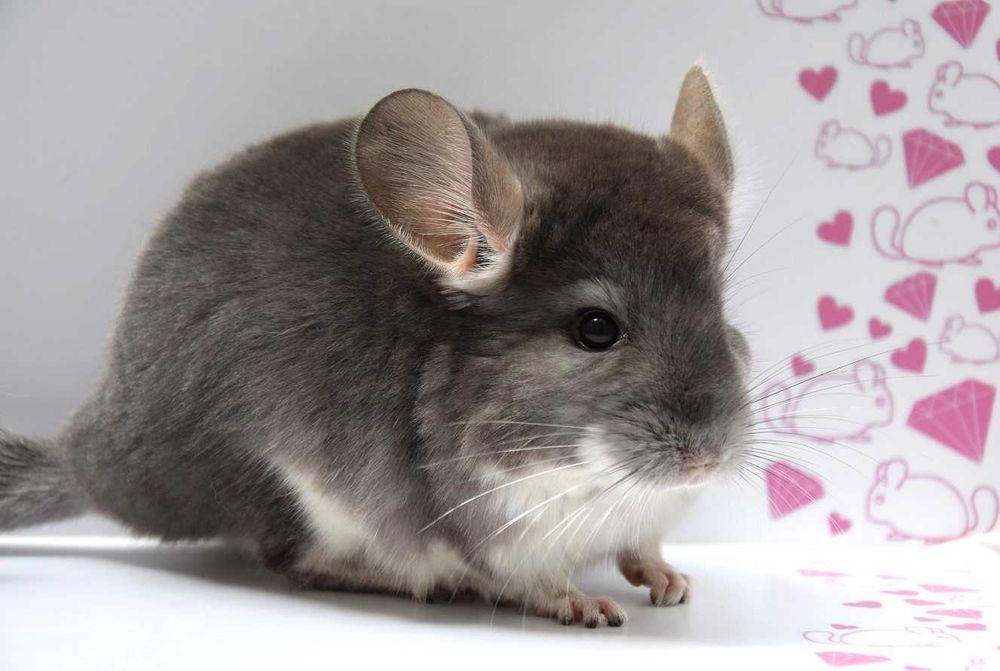 Szynszyla szynszyle ebony tan brąz fiolet ebony avc pink wite rpa rpac