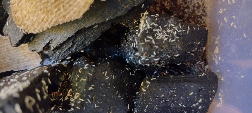 Skoczogonki ekipa sprzątająca