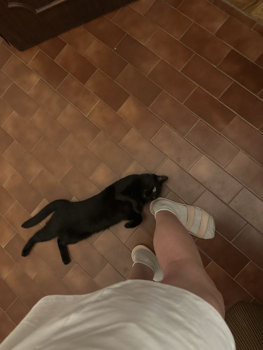 Gata preta meiguinha