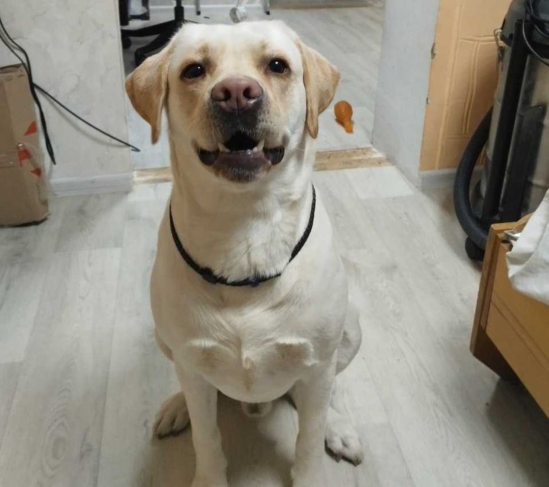 Вязка лабрадор кобель