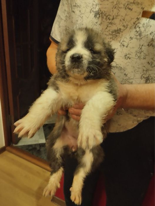 Продам цуценят Алабая