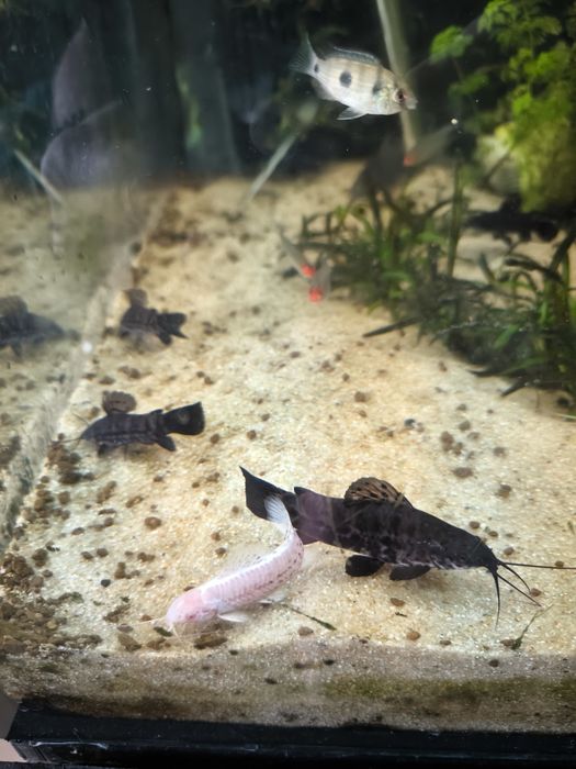 Hoplosternum thoracatum