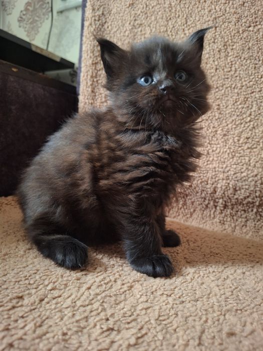 Порода, которую видно сразу: котята мейн-кун в окрасе чёрный дым