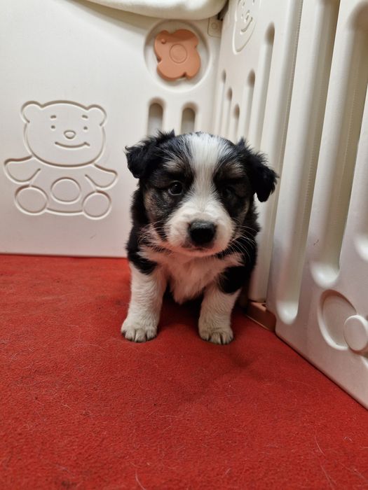 Border Collie suczka tri color