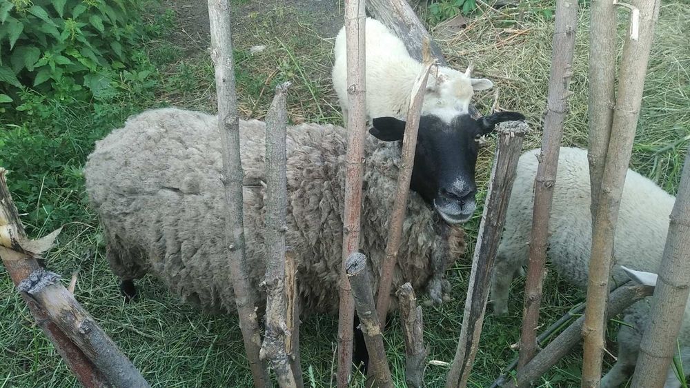 Продам домашніх баранів