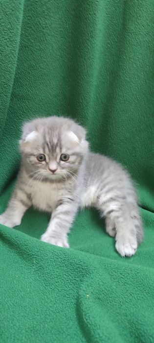 Шотландський малюк Джоні