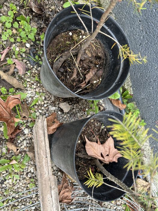 2 pinheiros nórdicos para jardim