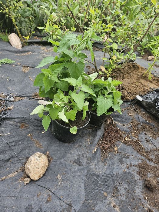 Donica plastikowa z ziemia i niespodzianka.