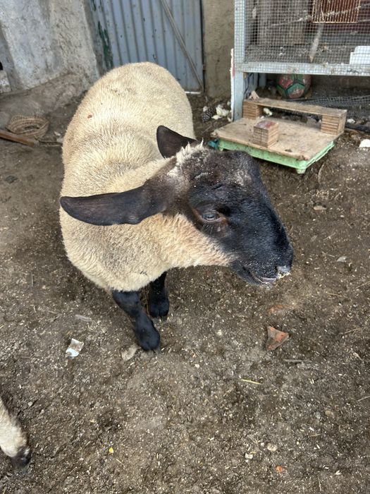 Animais de quinta
